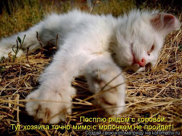 Тут хозяйка точно мимо с молочком не пройдет! Посплю рядом с коровой.... Котоматрица: Тут хозяйка точно мимо с молочком не пройдет! Посплю рядом с коровой.