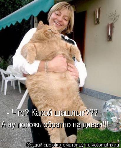 Котоматрица: - Что? Какой шашлык??? А ну положь обратно на диван!!!