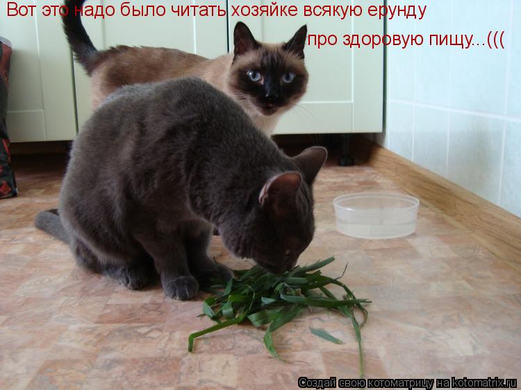 Вот это надо было читать хозяйке всякую ерунду про здоровую пищу...(((... Котоматрица: Вот это надо было читать хозяйке всякую ерунду про здоровую пищу...(((