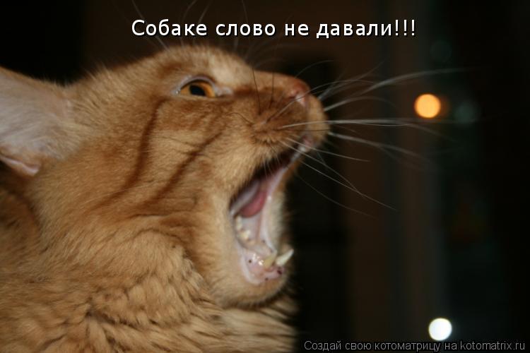Собаке слово не давали!!!... Котоматрица: Собаке слово не давали!!!