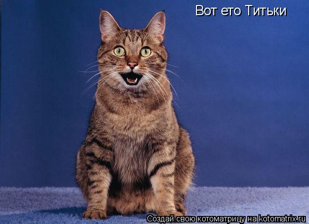 Вот ето Титьки... Котоматрица: Вот ето Титьки