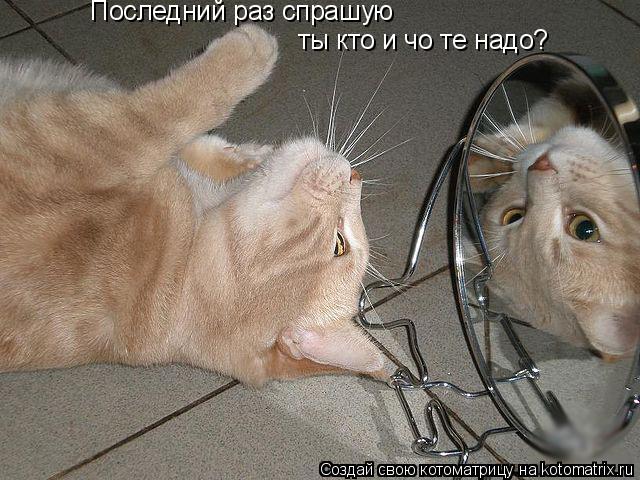 Последний раз спрашую ты кто и чо те надо?... Котоматрица: Последний раз спрашую ты кто и чо те надо?