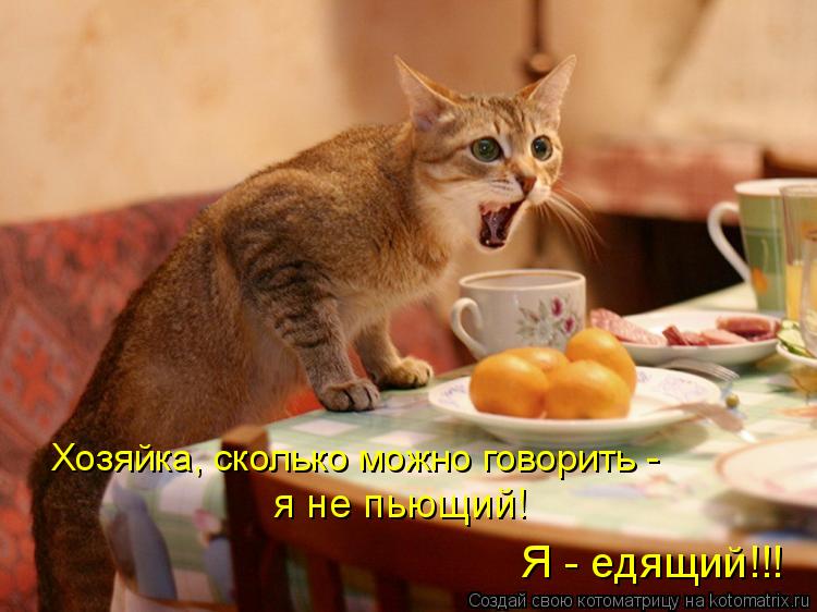Хозяйка, сколько можно говорить - я не пьющий! Я - едящий!!!... Котоматрица: Хозяйка, сколько можно говорить - я не пьющий! Я - едящий!!!