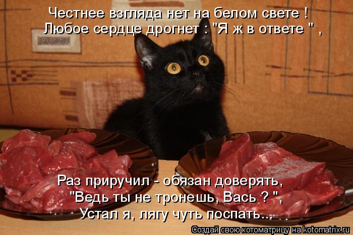 Честнее взгляда нет на белом свете ! Любое сердце дрогнет : "Я ж в ответе " , Раз приручил - обязан д... Котоматрица: Честнее взгляда нет на белом свете ! Любое сердце дрогнет : "Я ж в ответе " , Раз приручил - обязан доверять, "Ведь ты не тронешь, Вась ? ", Устал я,
