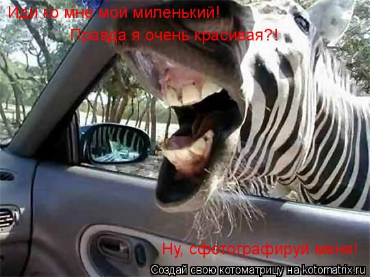 Иди ко мне мой миленький! Правда я очень красивая?! Ну, сфотографируй меня!... Котоматрица: Иди ко мне мой миленький! Правда я очень красивая?! Ну, сфотографируй меня!
