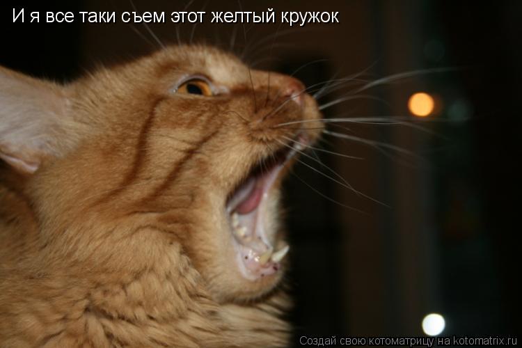 И я все таки съем этот желтый кружок... Котоматрица: И я все таки съем этот желтый кружок