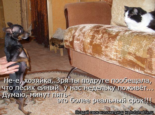 Не-е, хозяйка..Зря ты подруге пообещала, что пёсик ейный у нас недельку поживёт... Думаю, минут пять... Котоматрица: Не-е, хозяйка..Зря ты подруге пообещала, что пёсик ейный у нас недельку поживёт... Думаю, минут пять- это более реальный срок!!!