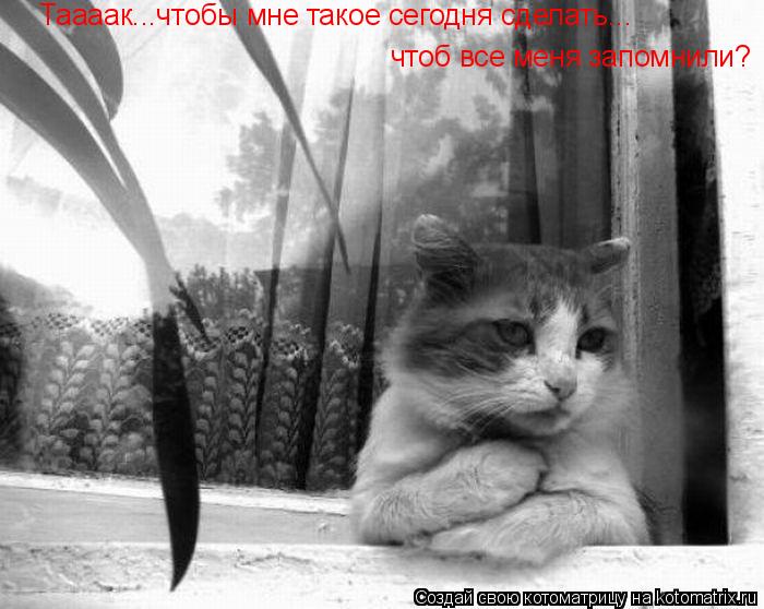 Таааак...чтобы мне такое сегодня сделать... чтоб все меня запомнили?... Котоматрица: Таааак...чтобы мне такое сегодня сделать... чтоб все меня запомнили?
