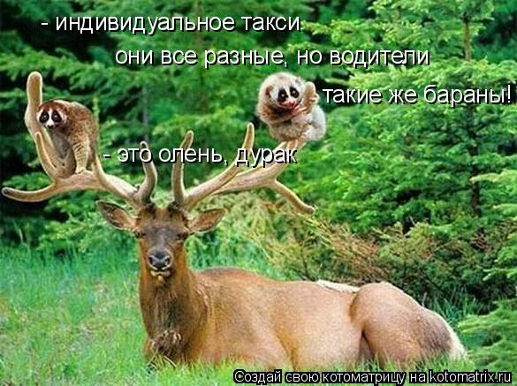 они все разные, но водители - это олень, дурак - индивидуальное такси такие же бараны!... Котоматрица: они все разные, но водители - это олень, дурак - индивидуальное такси такие же бараны!