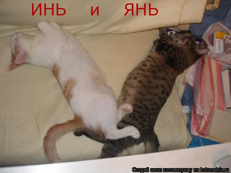 ИНЬ и ЯНЬ... Котоматрица: ИНЬ и ЯНЬ