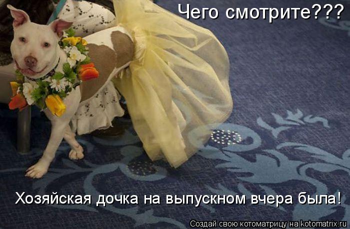 Чего смотрите??? Хозяйская дочка на выпускном вчера была!... Котоматрица: Чего смотрите??? Хозяйская дочка на выпускном вчера была!
