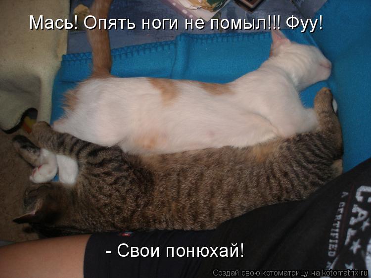 Мась! Опять ноги не помыл!!! Фуу! - Свои понюхай!... Котоматрица: Мась! Опять ноги не помыл!!! Фуу! - Свои понюхай!