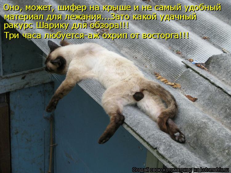 материал для лежания...Зато какой удачный Оно, может, шифер на крыше и не самый удобный ракурс Шарик... Котоматрица: материал для лежания...Зато какой удачный Оно, может, шифер на крыше и не самый удобный ракурс Шарику для обзора!!! Три часа любуется-аж охрип