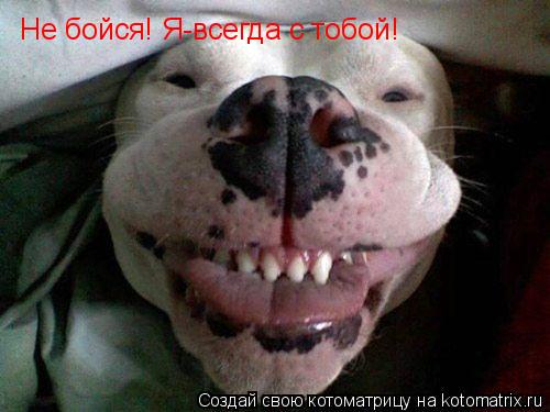 Не бойся! Я-всегда с тобой!... Котоматрица: Не бойся! Я-всегда с тобой!
