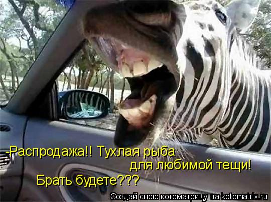 -Распродажа!! Тухлая рыба для любимой тещи! Брать будете???... Котоматрица: -Распродажа!! Тухлая рыба для любимой тещи! Брать будете???