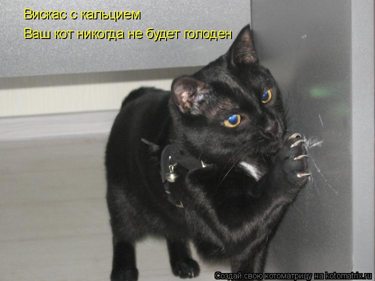 Вискас с кальцием Ваш кот никогда не будет голоден... Котоматрица: Вискас с кальцием Ваш кот никогда не будет голоден