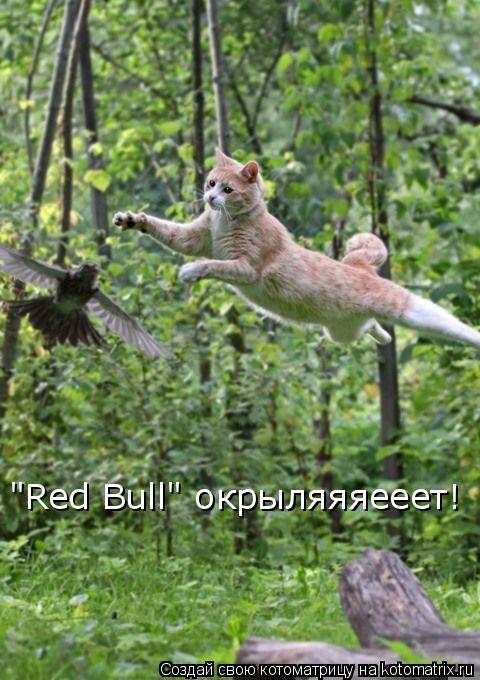 "Red Bull" окрыляяяееет!... Котоматрица: "Red Bull" окрыляяяееет!