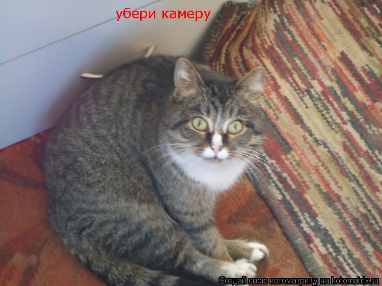 убери камеру... Котоматрица: убери камеру