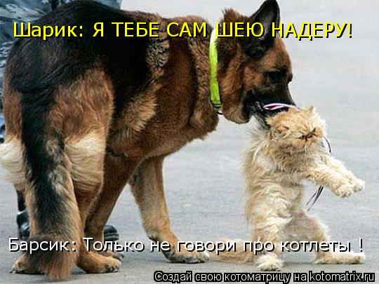 Шарик: Я ТЕБЕ САМ ШЕЮ НАДЕРУ! Барсик: Только не говори про котлеты !... Котоматрица: Шарик: Я ТЕБЕ САМ ШЕЮ НАДЕРУ! Барсик: Только не говори про котлеты !
