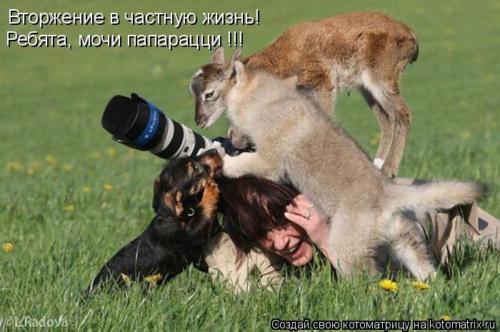 Вторжение в частную жизнь! Ребята, мочи папарацци !!!... Котоматрица: Вторжение в частную жизнь! Ребята, мочи папарацци !!!