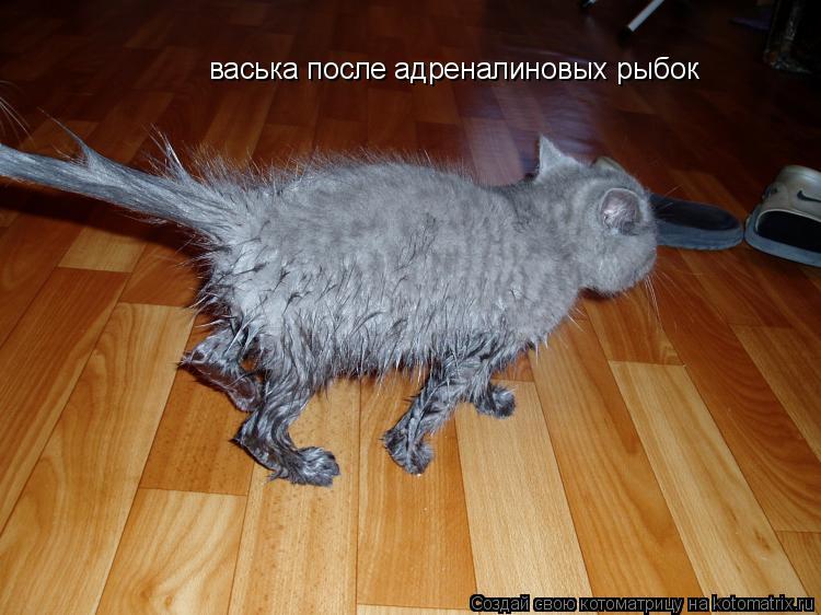 васька после адреналиновых рыбок... Котоматрица: васька после адреналиновых рыбок