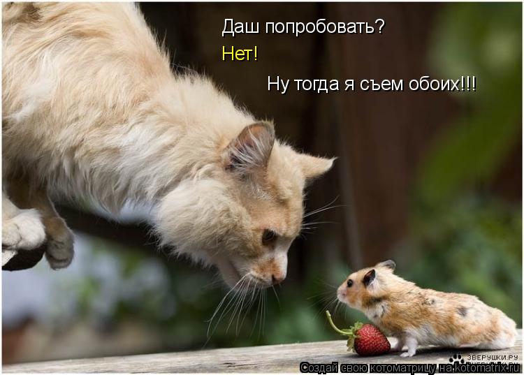 Даш попробовать? Нет! Ну тогда я съем обоих!!!... Котоматрица: Даш попробовать? Нет! Ну тогда я съем обоих!!!