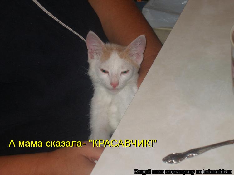 А мама сказала- "КРАСАВЧИК!"... Котоматрица: А мама сказала- "КРАСАВЧИК!"