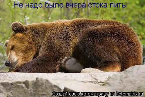 Не надо было вчера стока пить... Котоматрица: Не надо было вчера стока пить