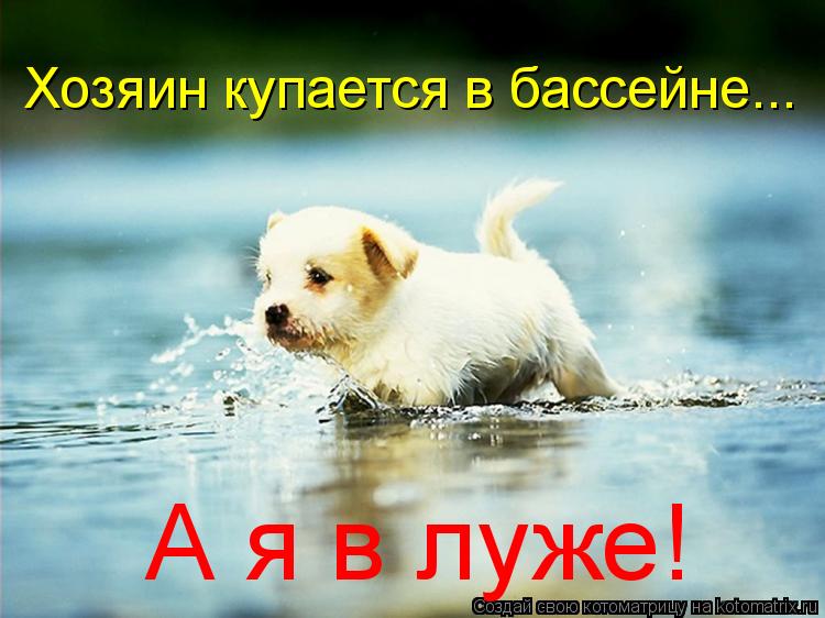 Хозяин купается в бассейне... А я в луже!... Котоматрица: Хозяин купается в бассейне... А я в луже!