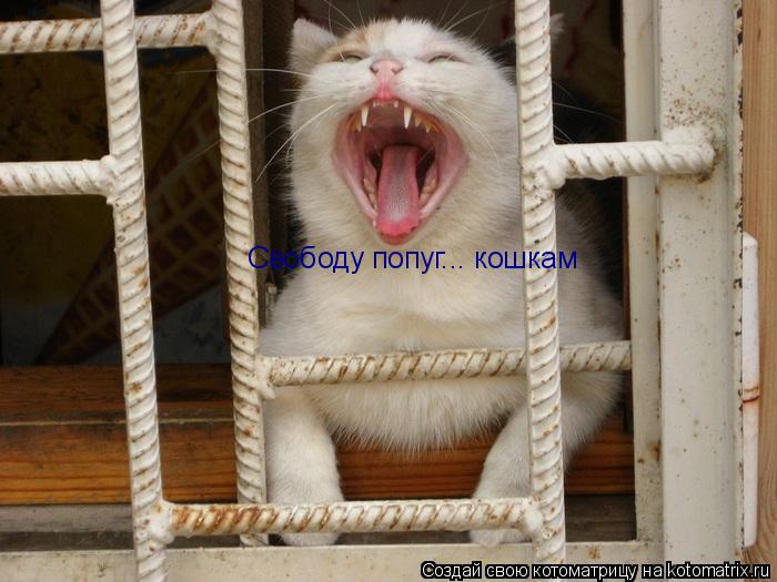 Свободу попуг... кошкам... Котоматрица: Свободу попуг... кошкам