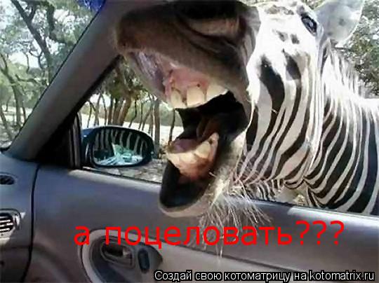 а поцеловать???... Котоматрица: а поцеловать???