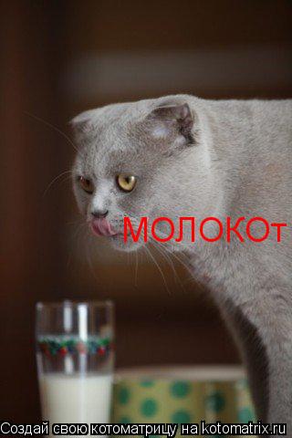 МОЛОКОт... Котоматрица: МОЛОКОт