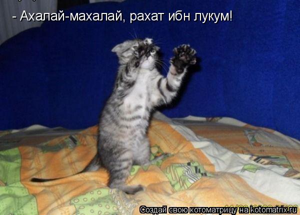 - Ахалай-махалай, рахат ибн лукум!... Котоматрица: - Ахалай-махалай, рахат ибн лукум!