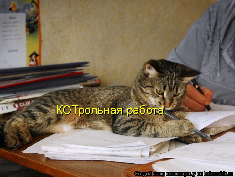 КОТрольная работа... Котоматрица: КОТрольная работа