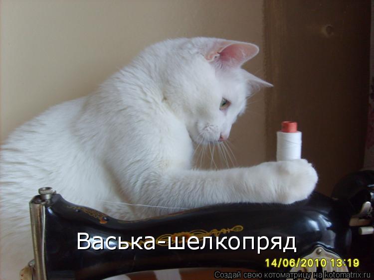 Васька-шелкопряд... Котоматрица: Васька-шелкопряд