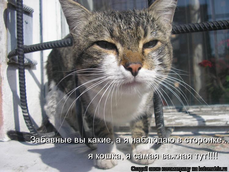 Забавные вы какие, а я наблюдаю в сторонке... я кошка, я самая важная тут!!!!... Котоматрица: Забавные вы какие, а я наблюдаю в сторонке... я кошка, я самая важная тут!!!!