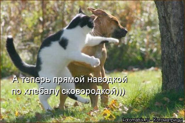 А теперь прямой наводкой по хлебалу сковородкой)))... Котоматрица: А теперь прямой наводкой по хлебалу сковородкой)))
