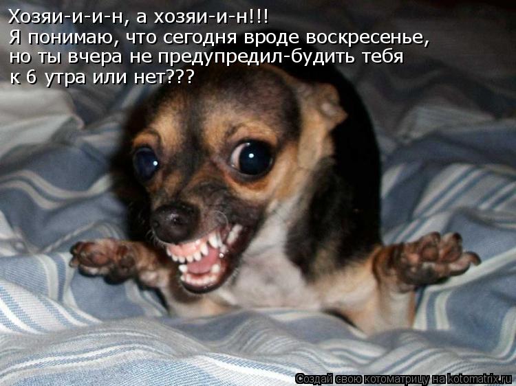 Хозяи-и-и-н, а хозяи-и-н!!! Я понимаю, что сегодня вроде воскресенье, но ты вчера не предупредил-буди... Котоматрица: Хозяи-и-и-н, а хозяи-и-н!!! Я понимаю, что сегодня вроде воскресенье, но ты вчера не предупредил-будить тебя к 6 утра или нет???