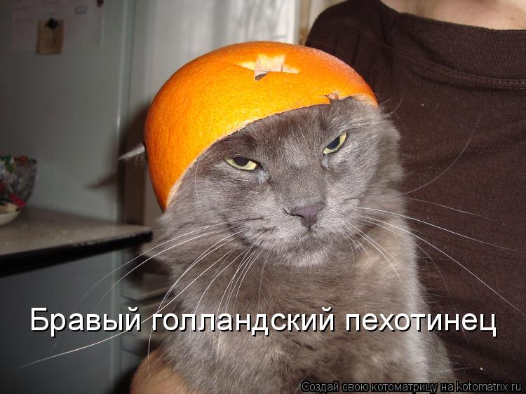 Бравый голландский пехотинец... Котоматрица: Бравый голландский пехотинец
