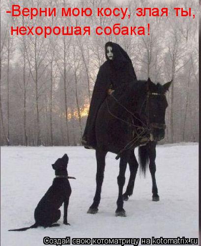 -Верни мою косу, злая ты, нехорошая собака!... Котоматрица: -Верни мою косу, злая ты, нехорошая собака!