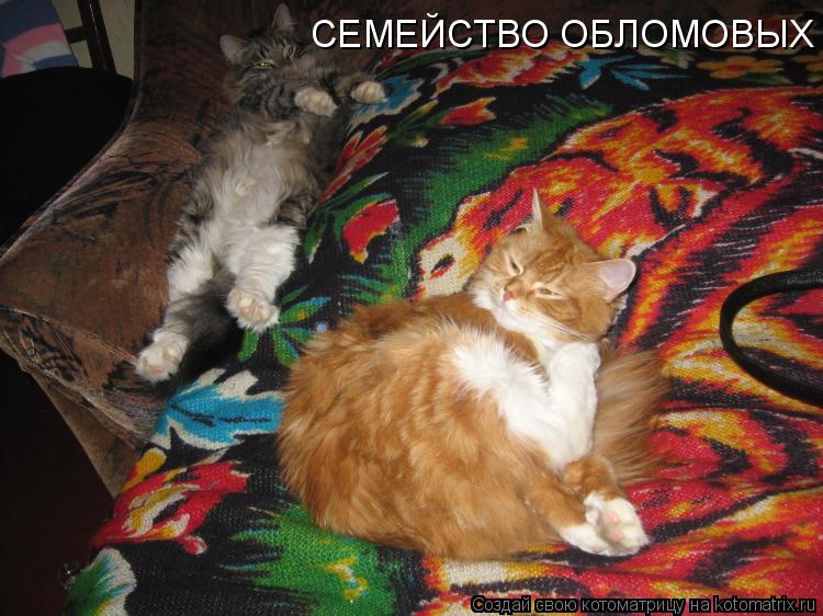 СЕМЕЙСТВО ОБЛОМОВЫХ... Котоматрица: СЕМЕЙСТВО ОБЛОМОВЫХ
