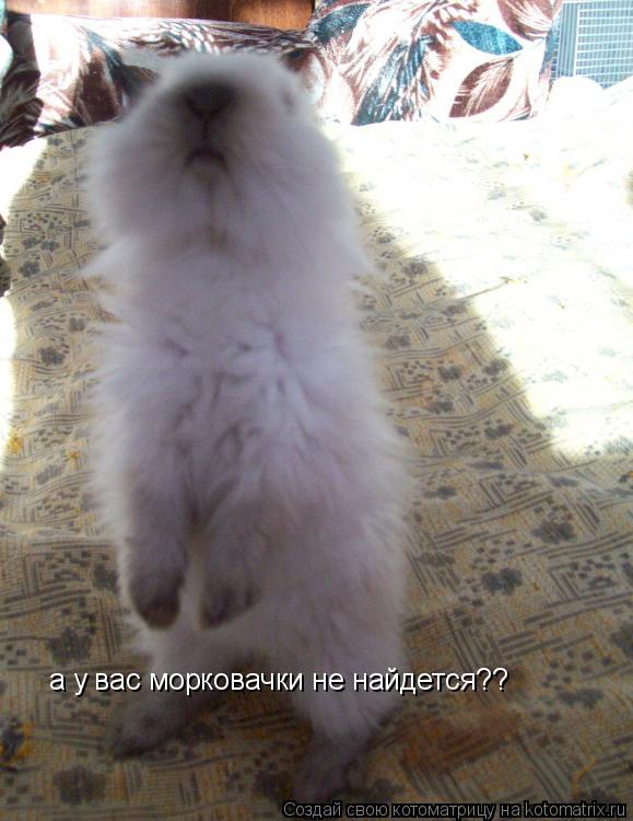 а у вас морковачки не найдется??... Котоматрица: а у вас морковачки не найдется??
