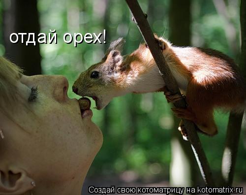 отдай орех!... Котоматрица: отдай орех!