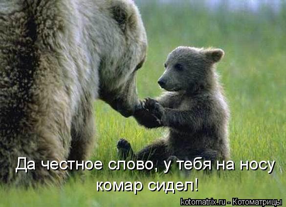 Да честное слово, у тебя на носу комар сидел!... Котоматрица: Да честное слово, у тебя на носу комар сидел!