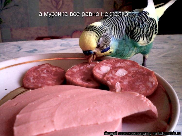 а мурзика все равно не жалко... Котоматрица: а мурзика все равно не жалко