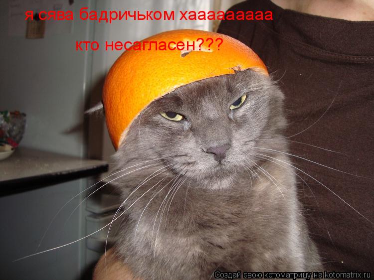 я сява бадричьком хааааааааа кто несагласен???... Котоматрица: я сява бадричьком хааааааааа кто несагласен???