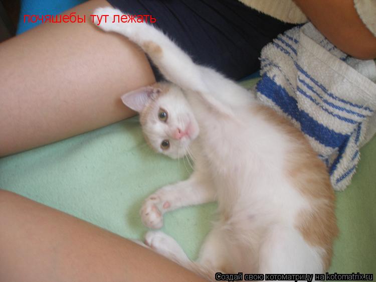 почяшебы тут лежать... Котоматрица: почяшебы тут лежать