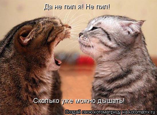 Да не пил я! Не пил! Сколько уже можно дышать!... Котоматрица: Да не пил я! Не пил! Сколько уже можно дышать!