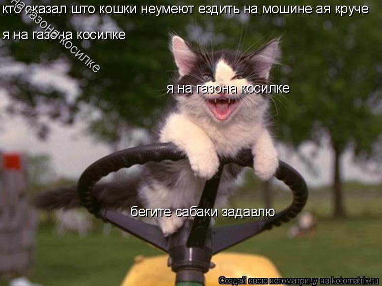 кто сказал што кошки неумеют ездить на мошине ая круче я на газона косилке я на газона косилке я на г... Котоматрица: кто сказал што кошки неумеют ездить на мошине ая круче я на газона косилке я на газона косилке я на газона косилке бегите сабаки задавлю