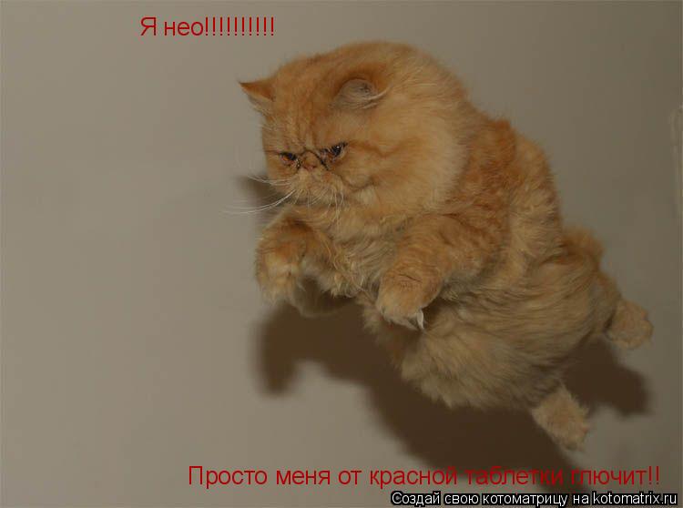 Я нео!!!!!!!!!! Просто меня от красной таблетки глючит!!... Котоматрица: Я нео!!!!!!!!!! Просто меня от красной таблетки глючит!!